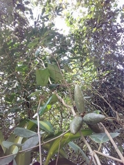 Secamonoideae