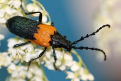 Desmocerus palliatus