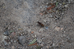 Dasymutilla snoworum