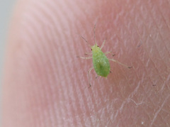 Myzus persicae