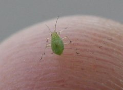 Myzus persicae