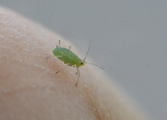 Myzus persicae