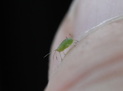 Myzus persicae