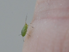 Myzus persicae