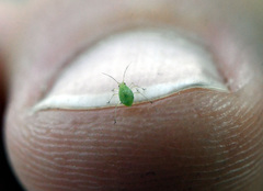 Myzus persicae