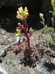 Sedum oregonense