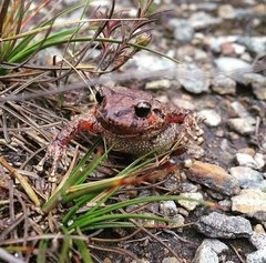 Pristimantis bogotensis