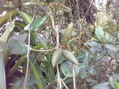Secamonoideae