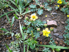 Sibbaldianthe orientalis