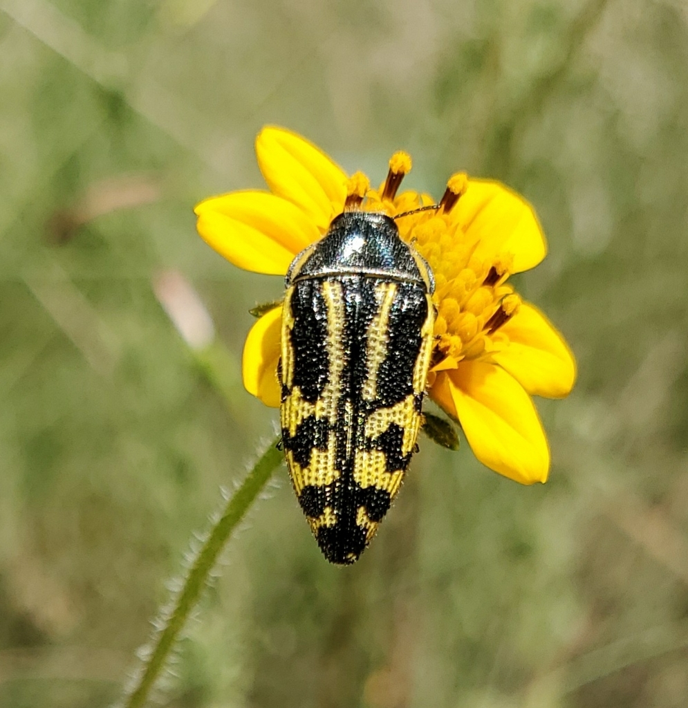Acmaeodera amplicollis
