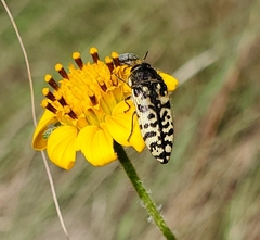 Acmaeodera decipiens