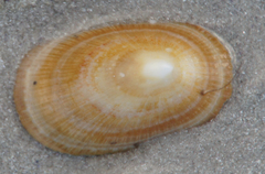 Cymbula compressa