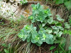 Hylotelephium caucasicum