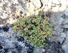 Penstemon davidsonii