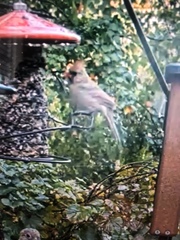 Cardinalis