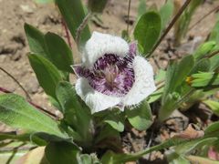 Calochortus elegans