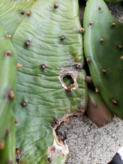 Phyllosticta concava