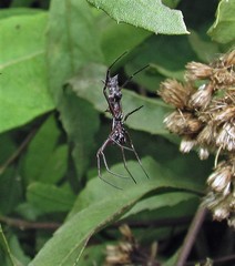 Micrathena swainsoni