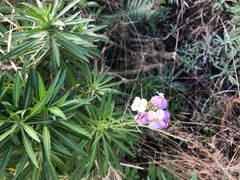 Erysimum bicolor