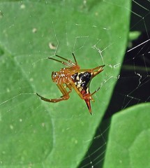 Micrathena furcata
