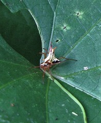 Micrathena furcata