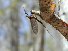 Leptophlebia