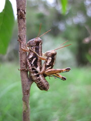 Paraidemona