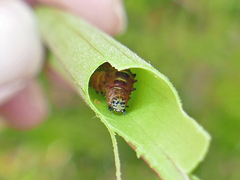 Exyra semicrocea