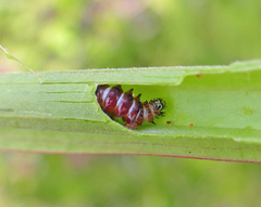 Exyra semicrocea
