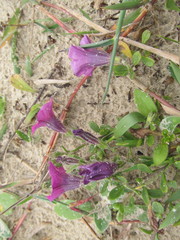 Petunia integrifolia