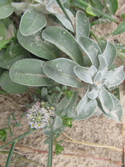 Polygala cyparissias