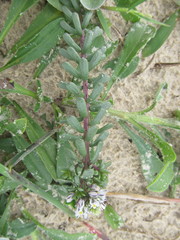 Polygala cyparissias