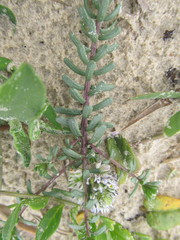 Polygala cyparissias