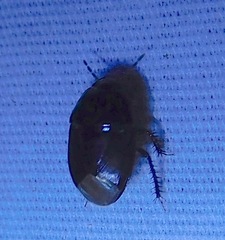 Pangaeus