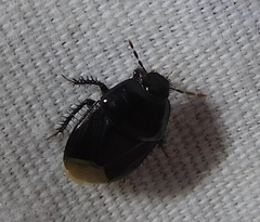 Pangaeus