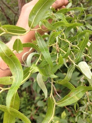 Salix babylonica tortuosa