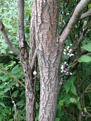 Salix babylonica tortuosa