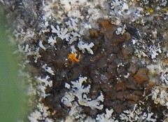 Xanthoparmelia pulla