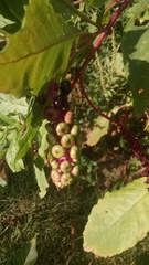 Phytolacca americana