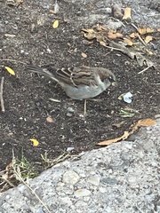 Passer domesticus
