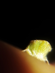 Xerophloea