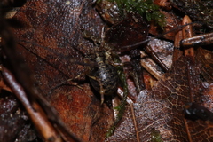 Lophopilio palpinalis