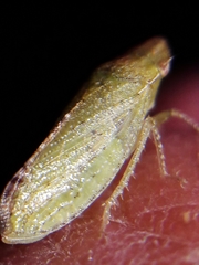 Xerophloea