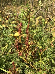 Rumex sagittatus
