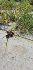 Cyperus planifolius