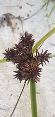 Cyperus planifolius