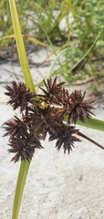 Cyperus planifolius