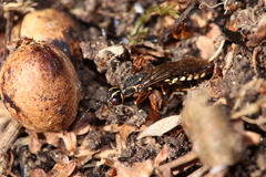 Xiphydria longicollis