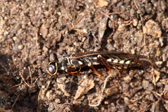 Xiphydria longicollis