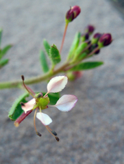 Cleome daghestanica